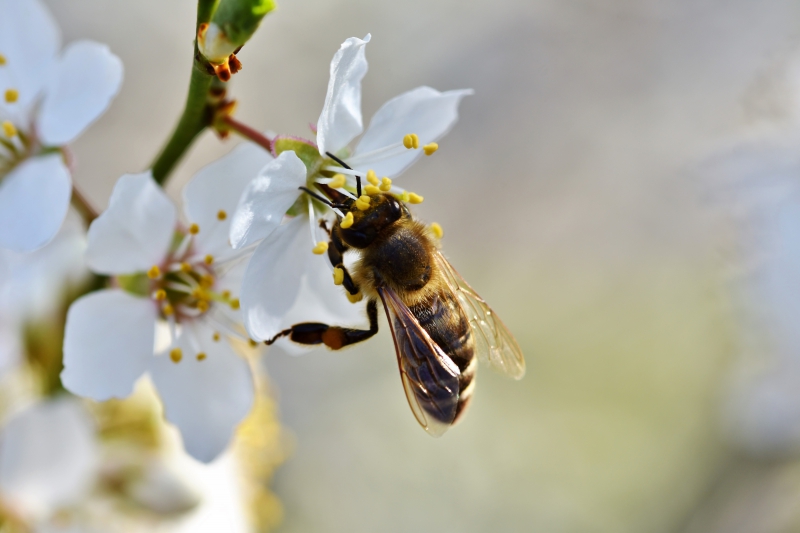 jardinerie-BAUDUEN-min_bee-4092986